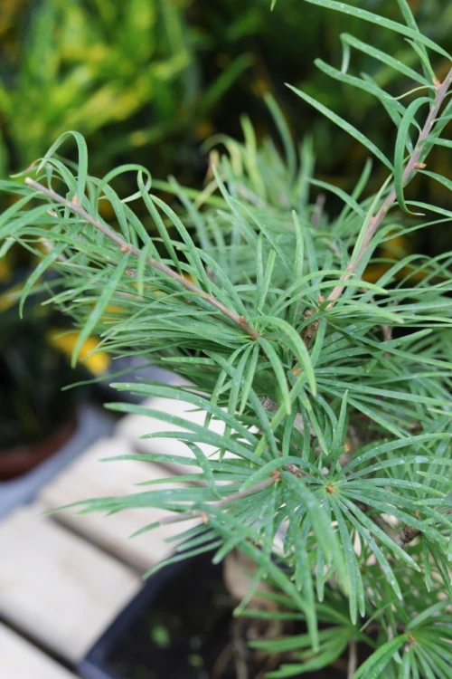 Modrzewnik chiński (Pseudolarix amabilis) Bonsai w granatowej donicy (2).JPG