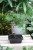 Modrzewnik chiński (Pseudolarix amabilis) Bonsai w granatowej donicy (3).JPG