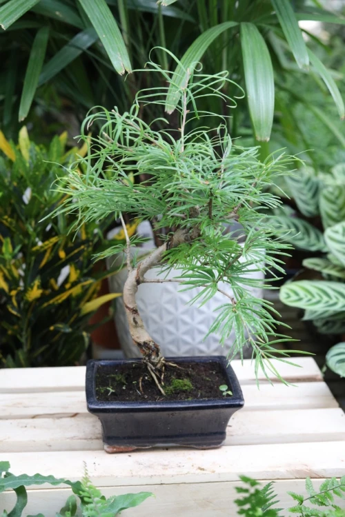 Modrzewnik chiński (Pseudolarix amabilis) Bonsai w granatowej donicy (3).JPG