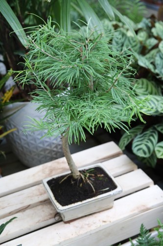 Modrzewnik chiński (Pseudolarix amabilis) Bonsai w kremowej donicy (3).JPG