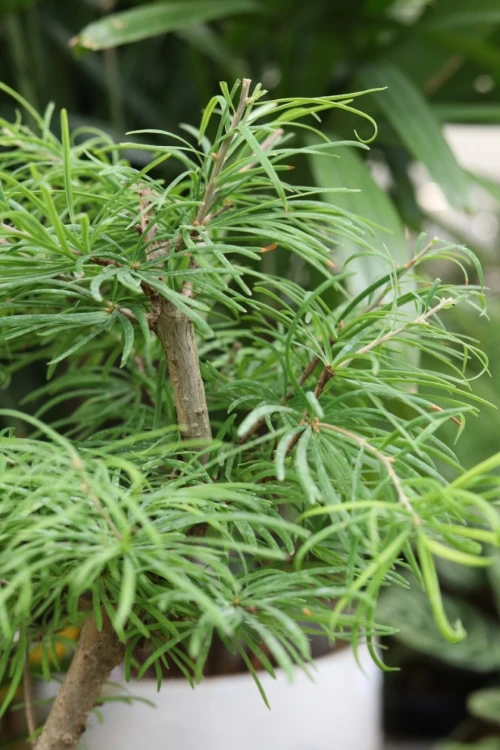 Modrzewnik chiński (Pseudolarix amabilis) Bonsai w kremowej donicy (1).JPG
