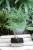 Modrzewnik chiński (Pseudolarix amabilis) Bonsai w kremowej donicy (2).JPG