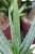 Aloes leczniczy