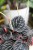 PEPEROMIA CHOCOLATE RIPPLE (2).JPG