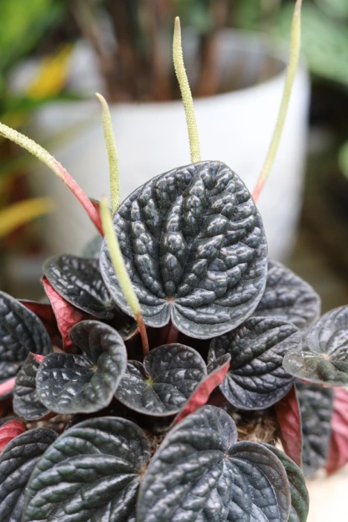 PEPEROMIA CHOCOLATE RIPPLE (2).JPG