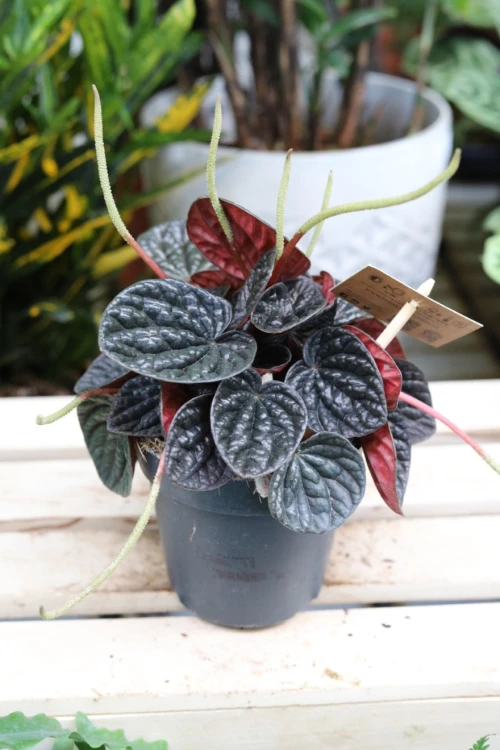 PEPEROMIA CHOCOLATE RIPPLE (3).JPG
