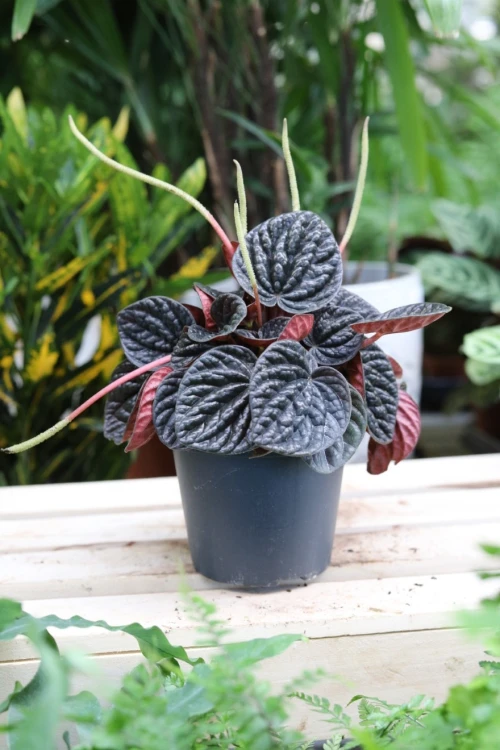 PEPEROMIA CHOCOLATE RIPPLE (1).JPG