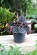 PEPEROMIA CHOCOLATE RIPPLE (1).JPG