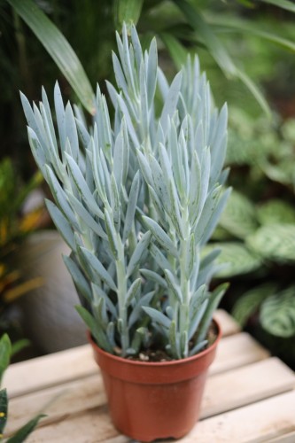Curio ficoides Mount Everest (1).JPG