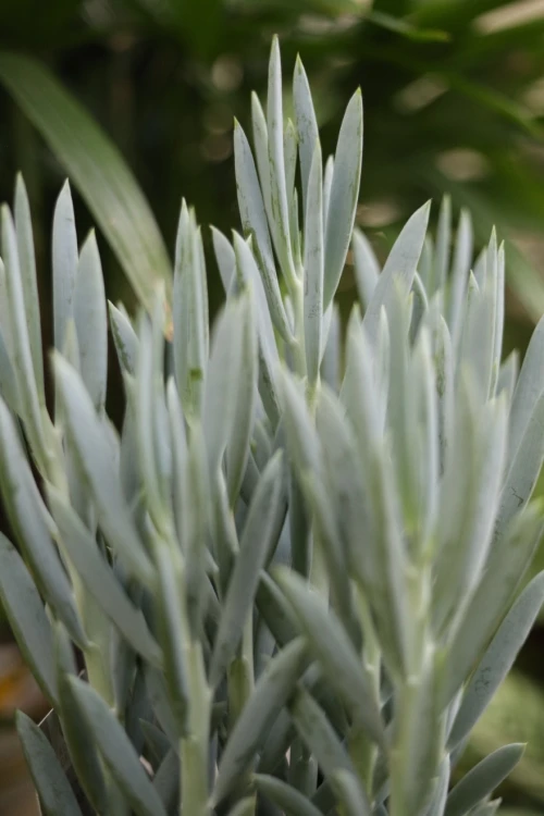 Curio ficoides Mount Everest (2).JPG