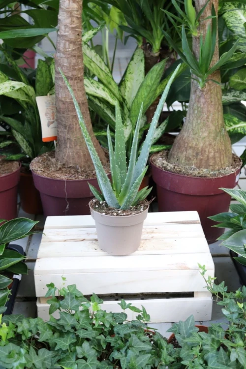 Aloe vera