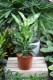 DIEFFENBACHIA SUBLIME (3).JPG