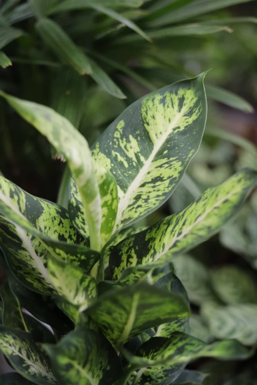 DIEFFENBACHIA SUBLIME (1).JPG