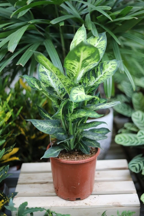 DIEFFENBACHIA SUBLIME (2).JPG