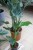 ALOCASIA CUCULLATA (1).JPG