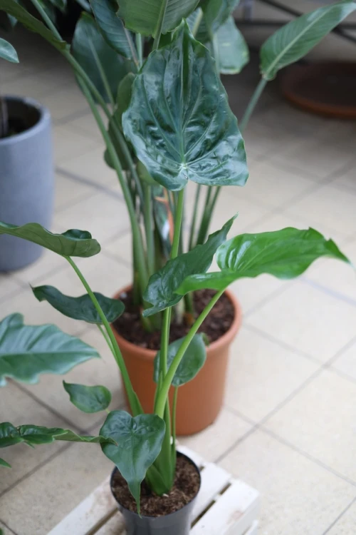 ALOCASIA CUCULLATA (1).JPG