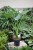 ALOCASIA CUCULLATA (2).JPG