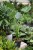 ALOCASIA CUCULLATA (3).JPG