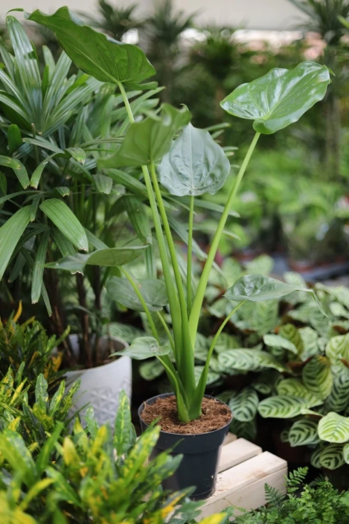 ALOCASIA CUCULLATA (3).JPG