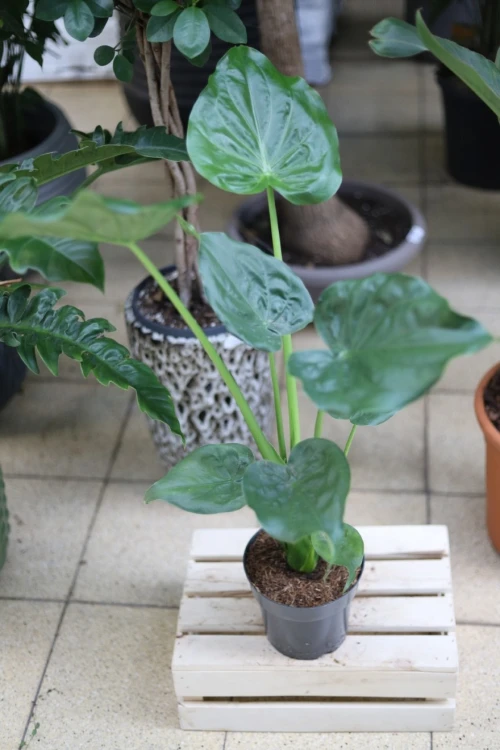 ALOCASIA CUCULLATA (4).JPG