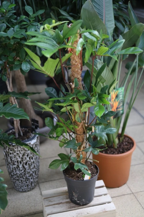 Philodendron Pedatum (Filodendron) XL (2).JPG