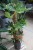 Philodendron Pedatum (Filodendron) XL (3).JPG