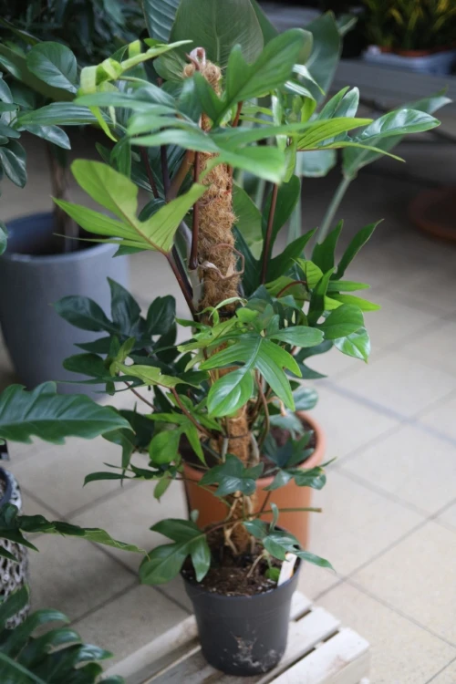Philodendron Pedatum (Filodendron) XL (3).JPG