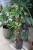 Philodendron Pedatum (Filodendron) XL (4).JPG