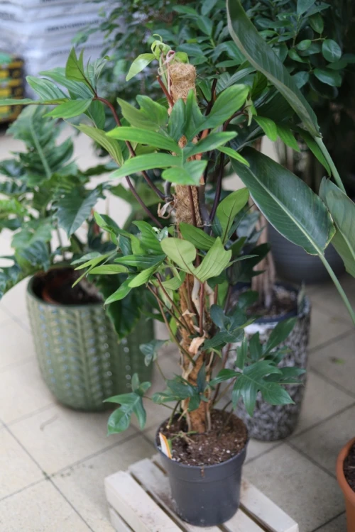 Philodendron Pedatum (Filodendron) XL (4).JPG