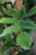 Philodendron Pedatum (Filodendron) XL (5).JPG