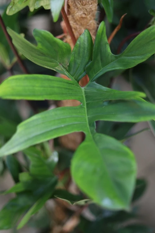 Philodendron Pedatum (Filodendron) XL (5).JPG
