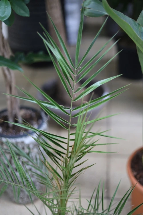 PHOENIX CANARIENSIS (4).JPG