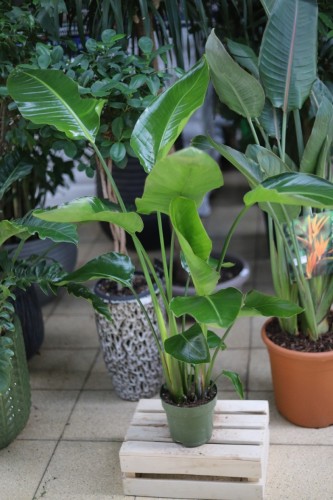 Strelitzia nicolai (Strelicja biała) XXL (1).JPG
