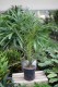 PHOENIX CANARIENSIS (1).JPG