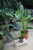 Strelitzia nicolai (Strelicja biała) XXL (2).JPG