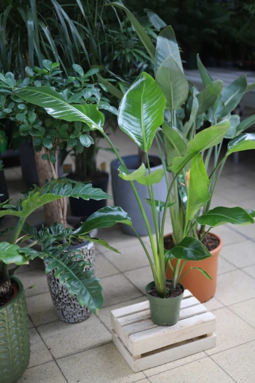 Strelitzia nicolai (Strelicja biała) XXL (2).JPG