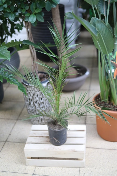 PHOENIX CANARIENSIS (2).JPG