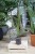 PHOENIX CANARIENSIS (3).JPG