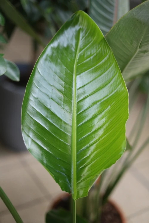 Strelitzia nicolai (Strelicja biała) XXL (5).JPG