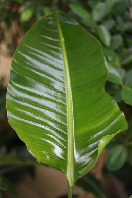 Strelitzia nicolai (Strelicja biała) XXL (6).JPG