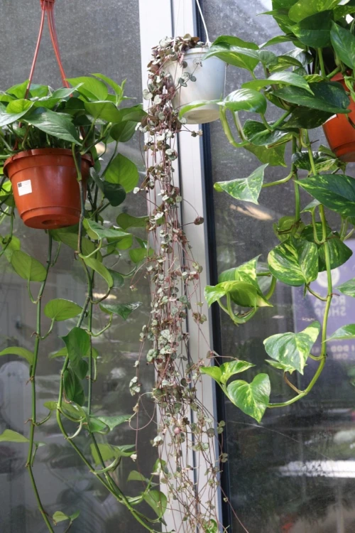 CEROPEGIA WOODII XL (5).JPG