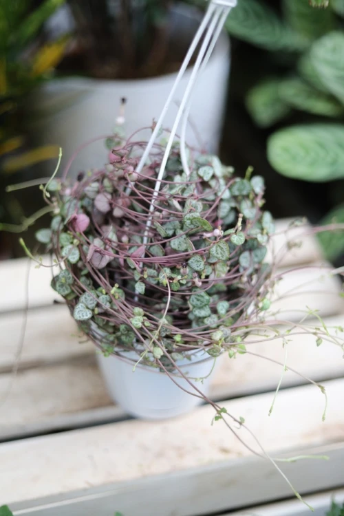 CEROPEGIA WOODII XL (2).JPG