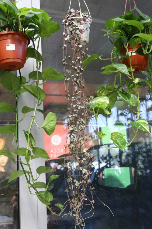 CEROPEGIA WOODII XL (4).JPG