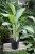 Aglaonema Cleopatra (1).JPG