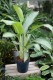 Aglaonema Cleopatra (1).JPG