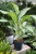 Aglaonema Cleopatra (2).JPG