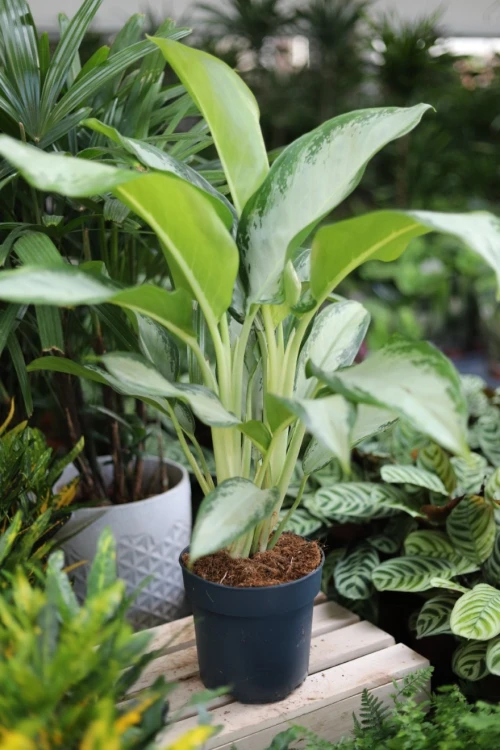 Aglaonema Cleopatra (2).JPG
