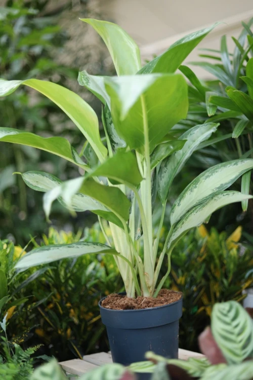 Aglaonema Cleopatra (3).JPG