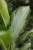Aglaonema Cleopatra (4).JPG