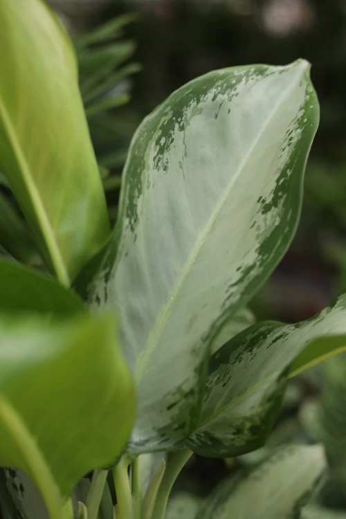 Aglaonema Cleopatra (4).JPG